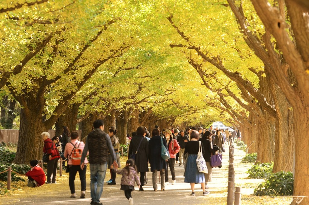 Running Through Autumn in Tokyo (Course&nbsp;Idea)