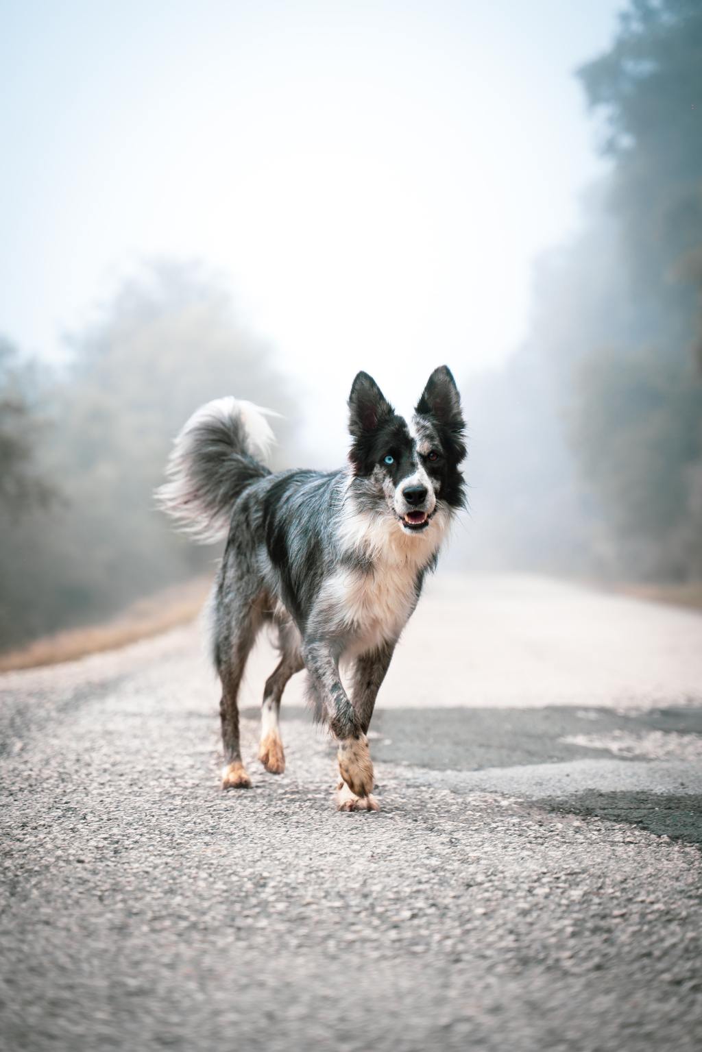 Stray Dog Exodus: Leaving the Jewish Supremacist God&nbsp;Behind