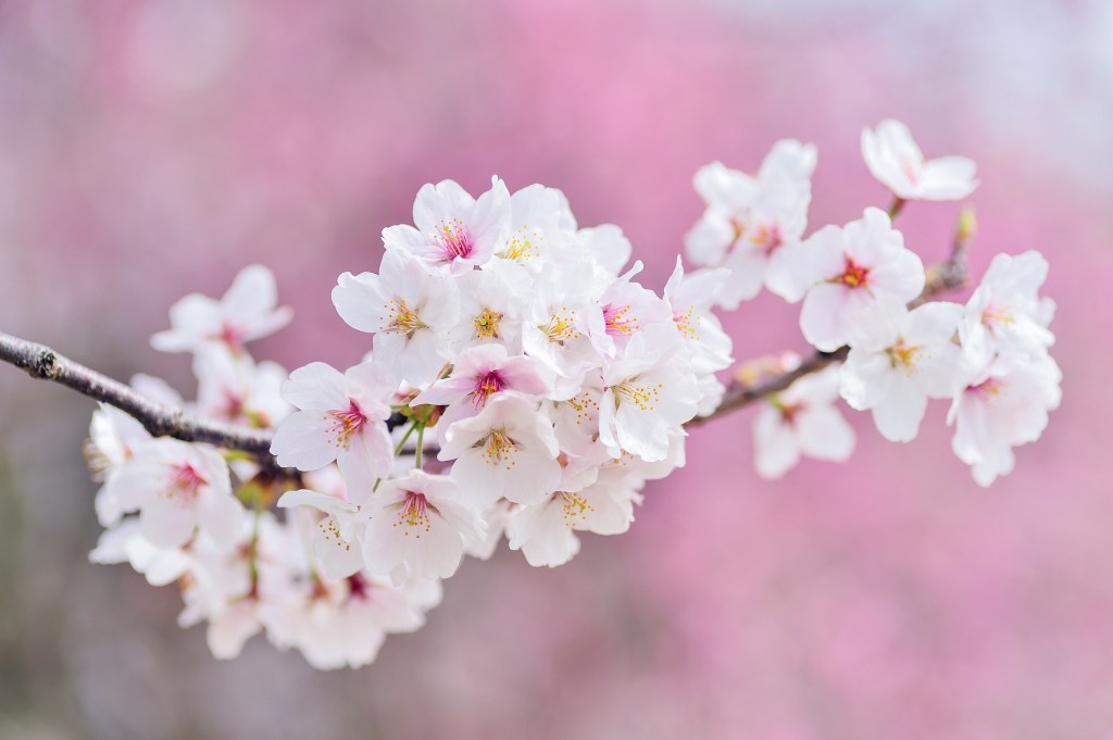 Running Update: Magic Spring Playlist and the 4th Annual Sakura Cash&nbsp;Run