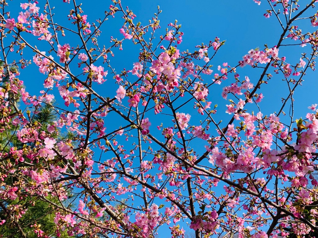 New Gear, Ambient Suggestions, and Kawazu-zakura in&nbsp;Bloom