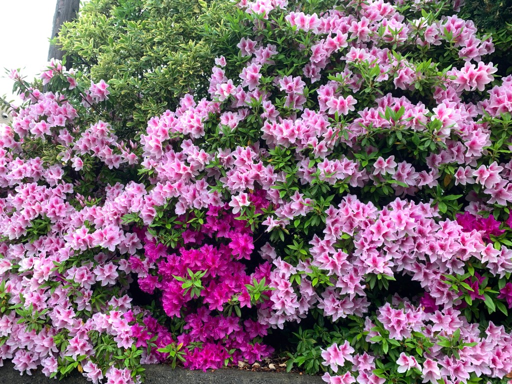 Update: Considering a Pivot from VolJapan; It’s Been a Wonderful Spring of&nbsp;Anarchy!